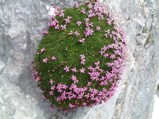 Silene acaulis / Silene a cuscinetto